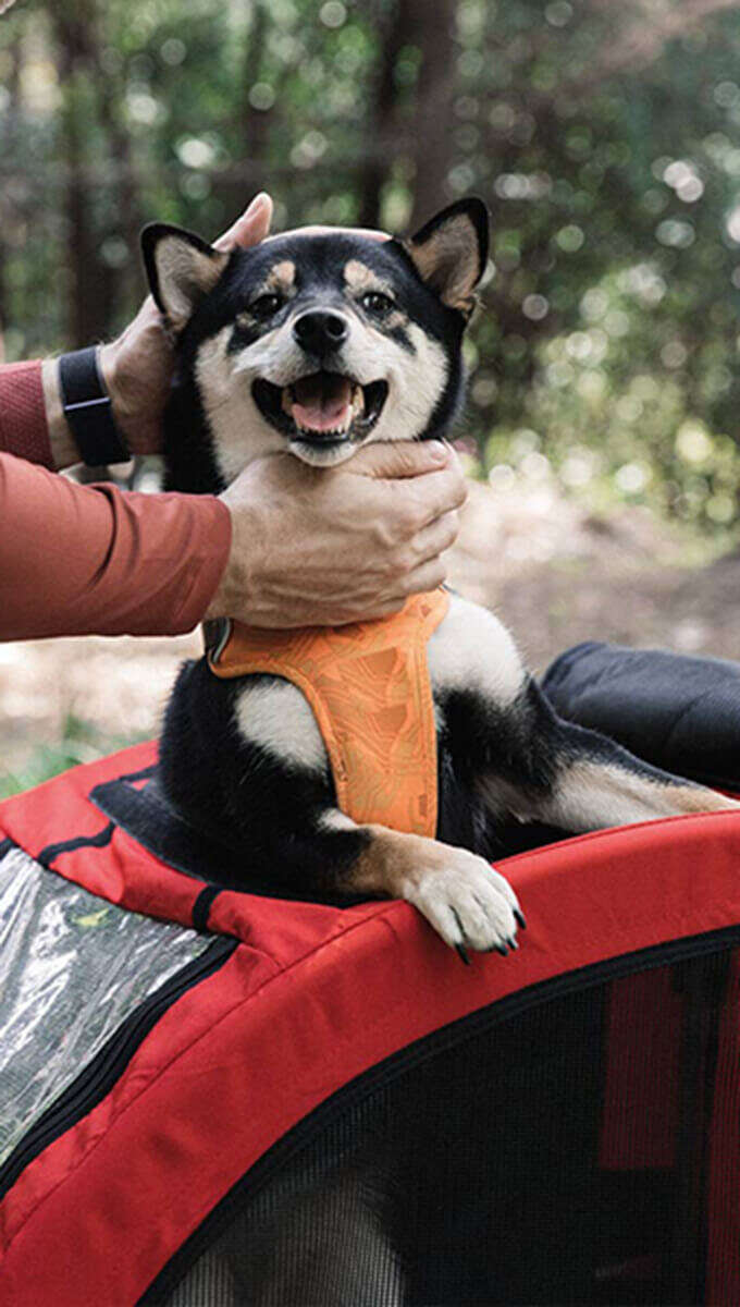 Hundanhaenger 340x600